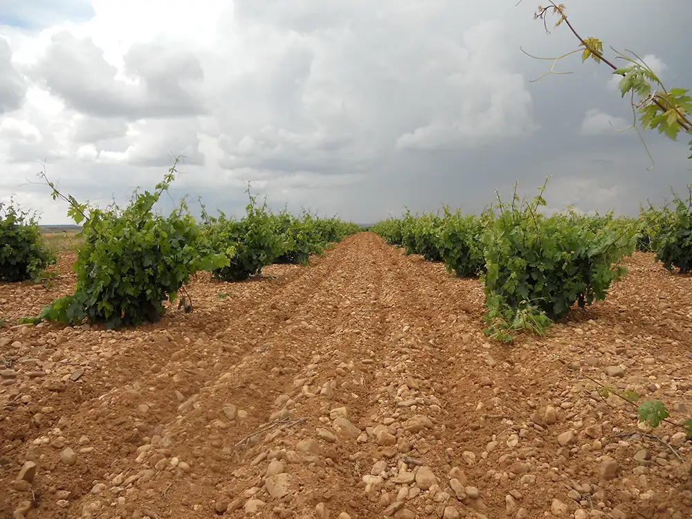 Alonso del Yerro Viñedo