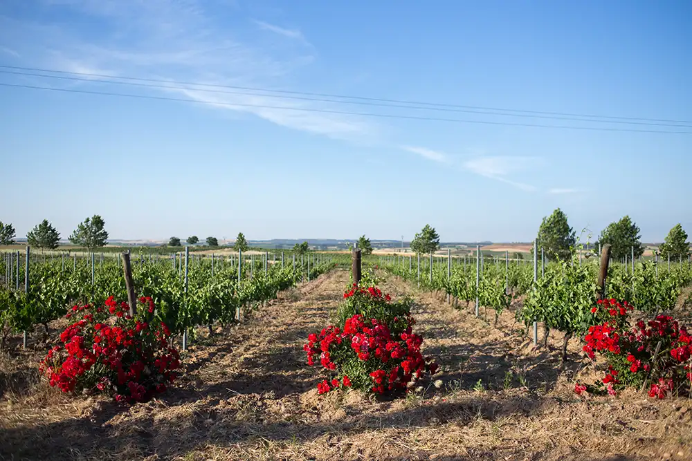 Alonso del Yerro Viñedo