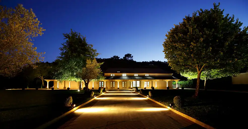 Aster Nocturno_Lagar