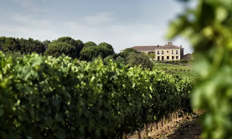 Aster Viñedo_y_Casa