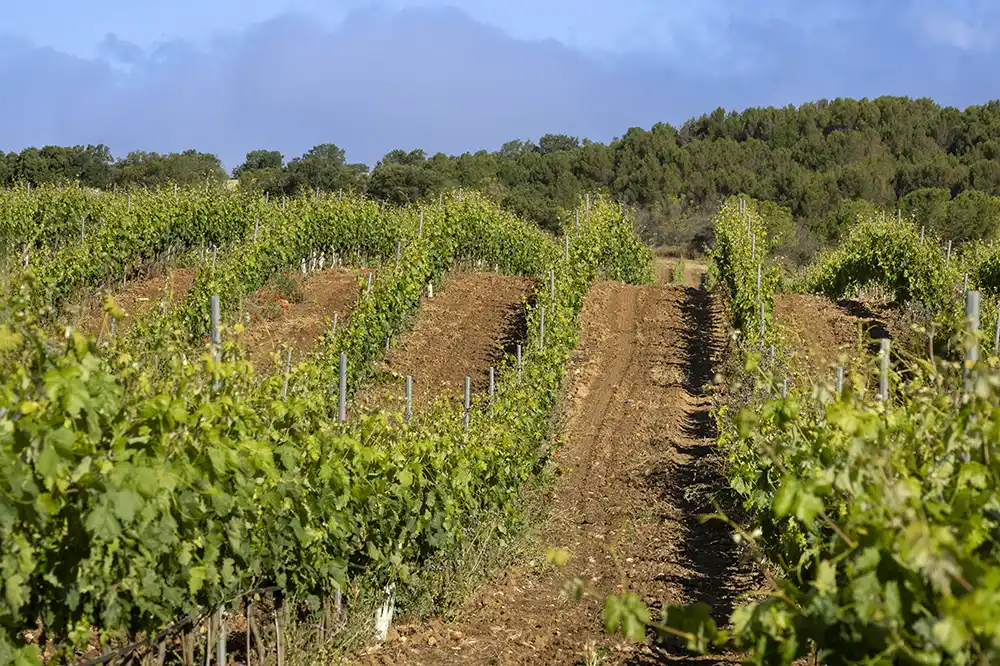Bodega Valtravieso más de 900m_001