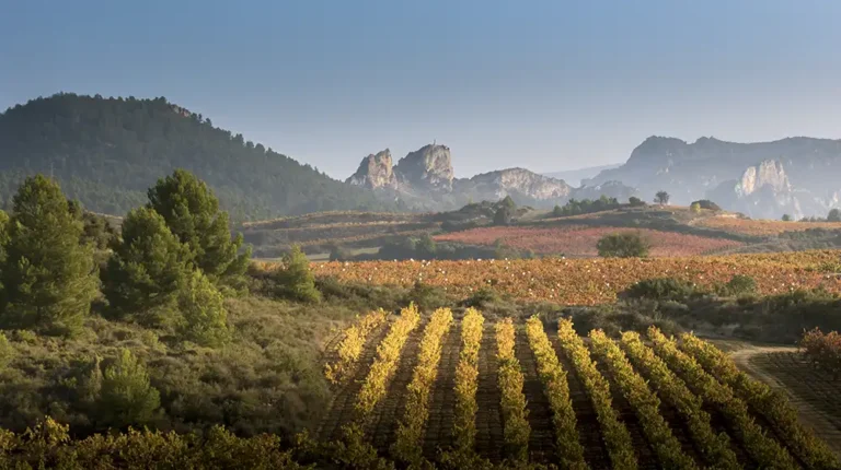 Bodegas Roda Cubillas