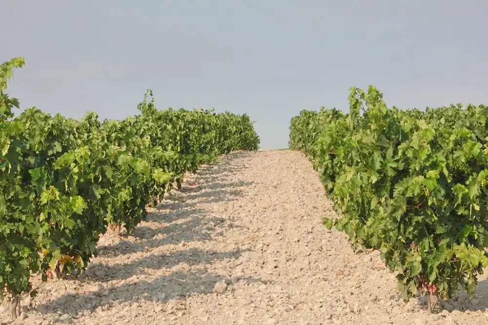 Bodegas San Román Viñedos