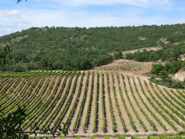 Bodegas-Vizcarra vinedo-4