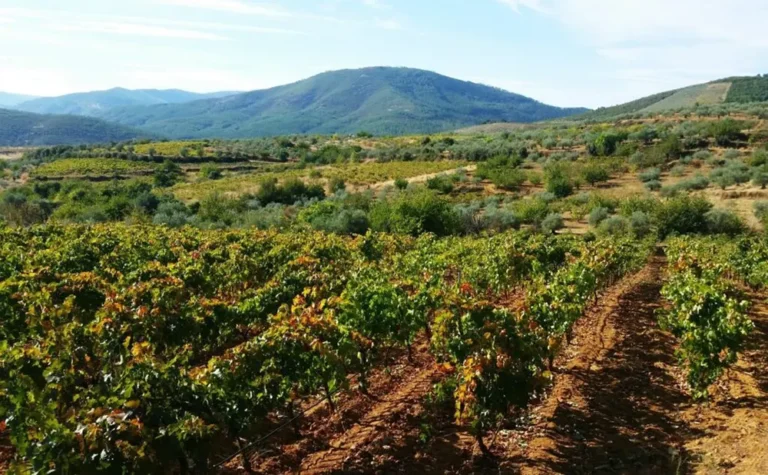Bodegas-cuarta-generacion-Vinedos