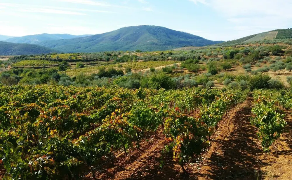 Bodegas-cuarta-generacion-Vinedos