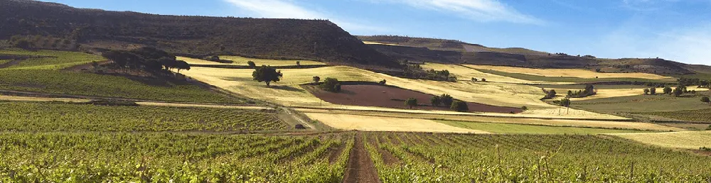 Convento de las Claras vinedos-bodegas
