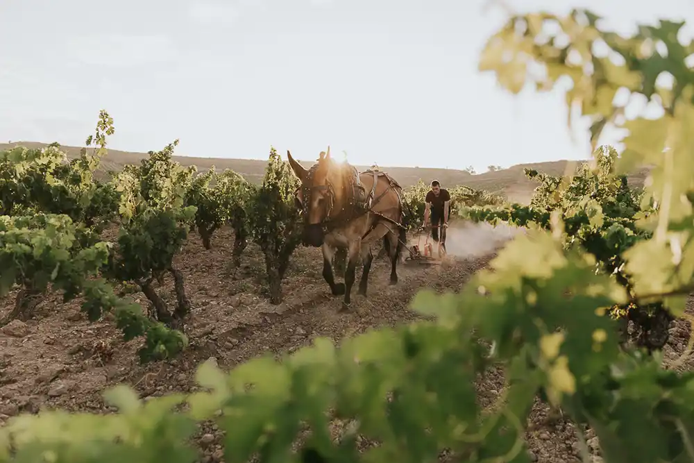 Mauro (Baynos & Valeyo) La Rioja Arado