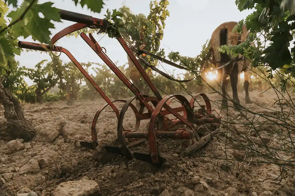 Mauro (Baynos & Valeyo) La Rioja