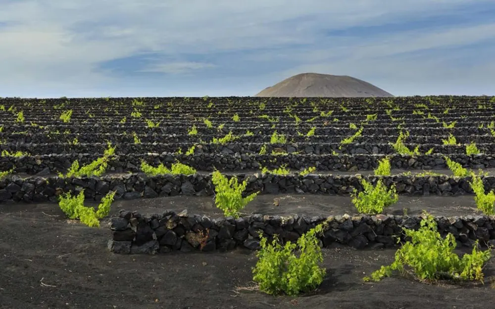Paisaje Viñas El Grifo (Lanzarote)