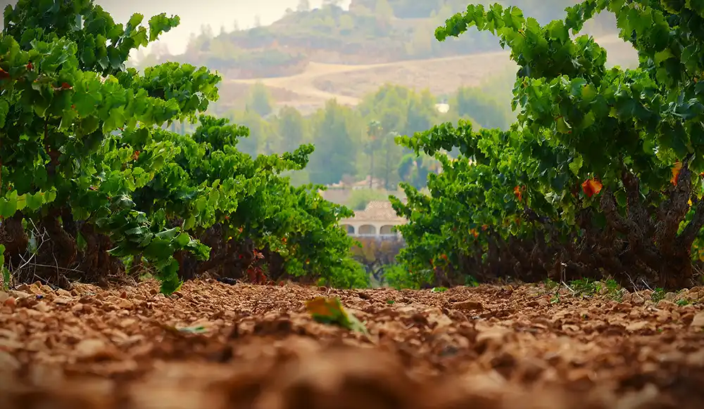 Pepe Mendoza Casa Agrícola viñedos terreno