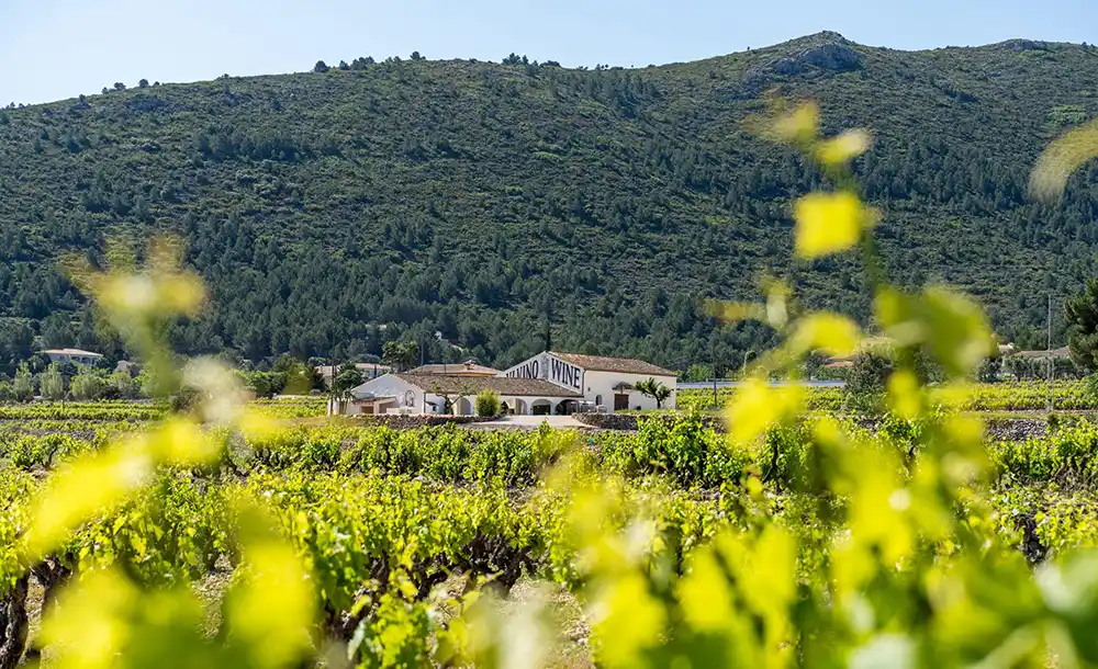 Pepe Mendoza Casa Agrícola viñedos