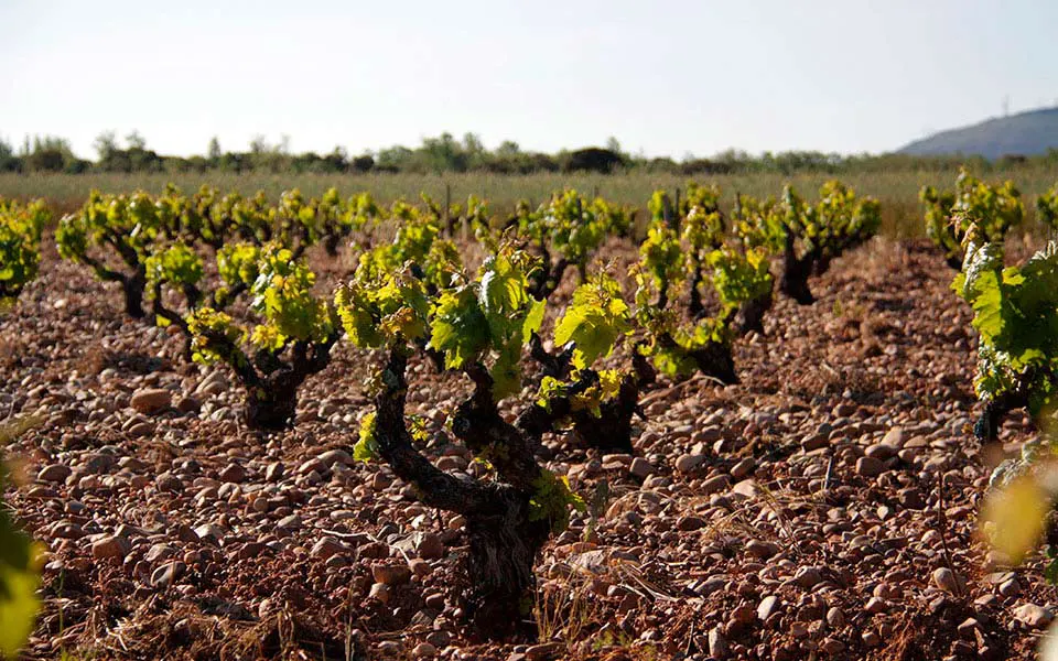 Viñas Bodega Garmón 2