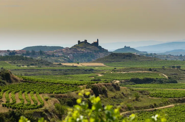 Viñas Familia Torres 2