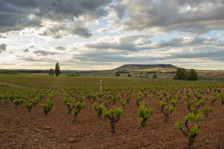 Viñedos Dominio de Calogía