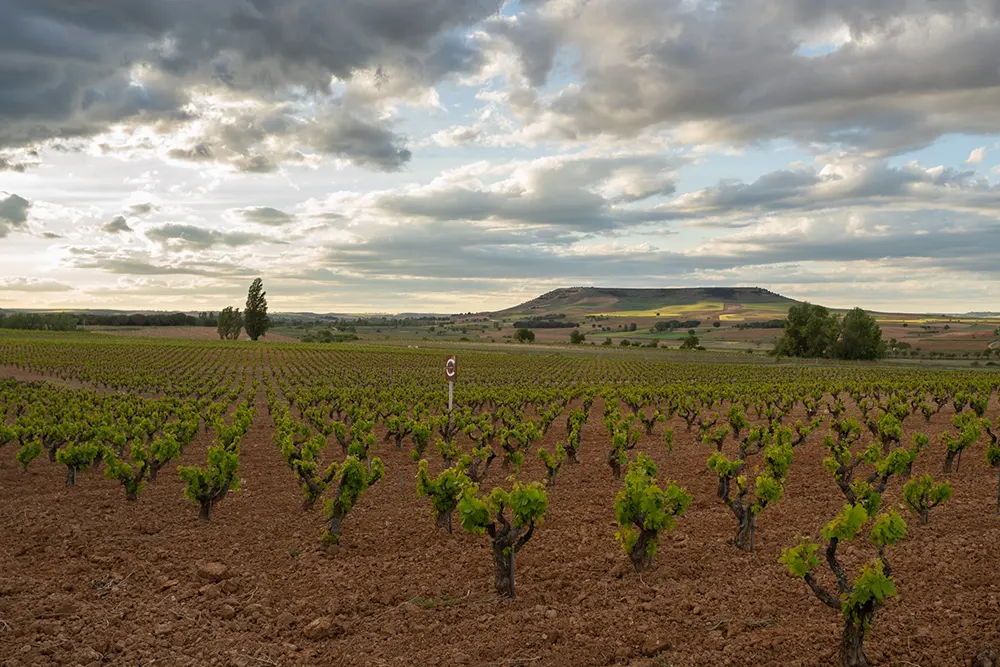 Viñedos Dominio de Calogía
