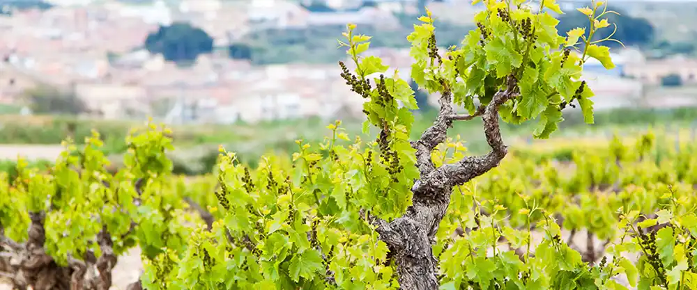 bodega-vina-zorzal-vino-doowine