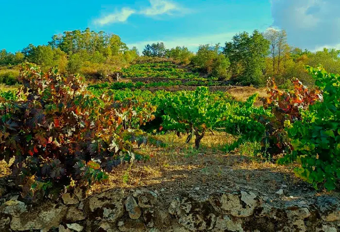 carrusel-seisdedos-06