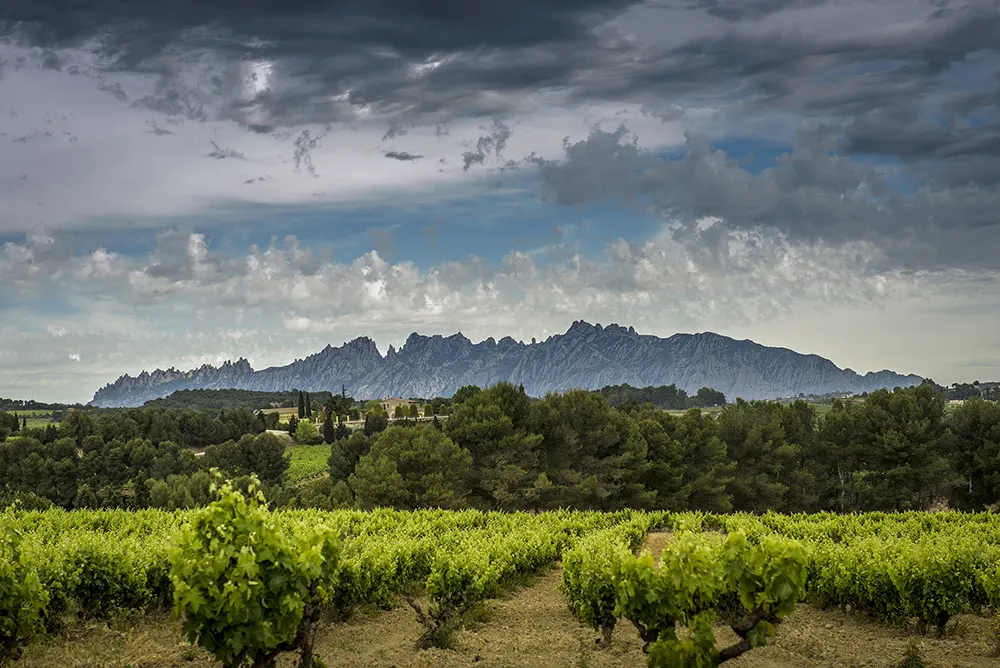 juve & camps viñedos