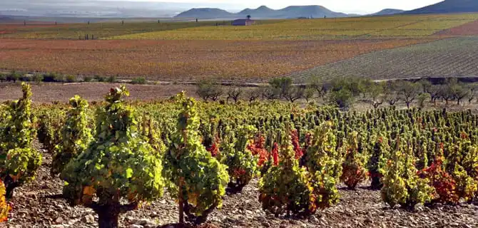 palacios-remondo-viñas