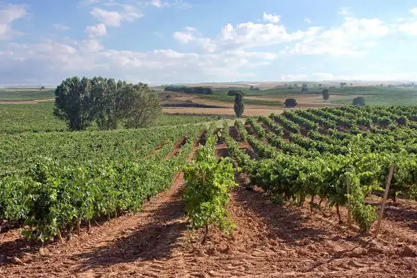 vinedo-pagos-de-anguix