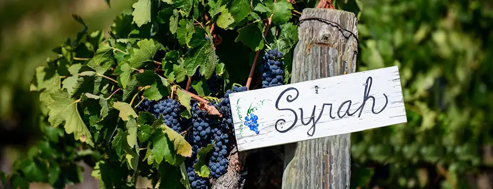 Cata Septembers of Shiraz